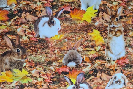 Cotton Jersey Digital Rabbits