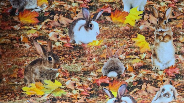 Cotton Jersey Digital Rabbits