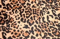 Travel Leo Camel Travel Leo Camel