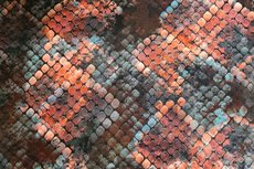 Viscose Jersey Digital Schub Coral Viscose Jersey Digital Schub Coral
