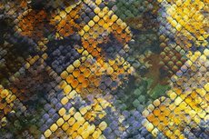 Viscose Jersey Digital Schub Yellow Viscose Jersey Digital Schub Yellow