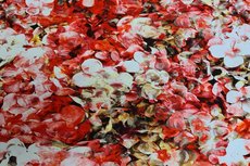 Cotton Jersey Digital Flowers Red Cotton Jersey Digital Flowers Red