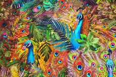 Viscose Jersey Digital Peacock Multi Viscose Jersey Digital Peacock Multi