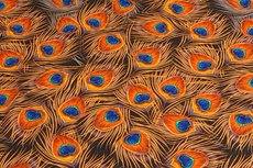 Viscose Jersey Digital Peacock Eye Brick Viscose Jersey Digital Peacock Eye Brick
