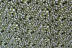 Viscose Jersey Little Flowers Green 1 Viscose Jersey Little Flowers Green 1