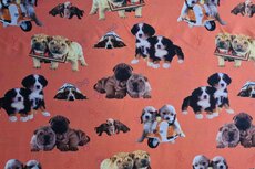 Cotton Jersey Digital Puppies Orange