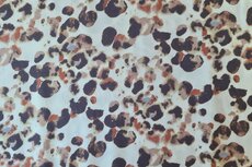 Viscose Spots Terra