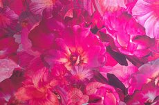 Viscose Twill Ecovero Flowers Magenta